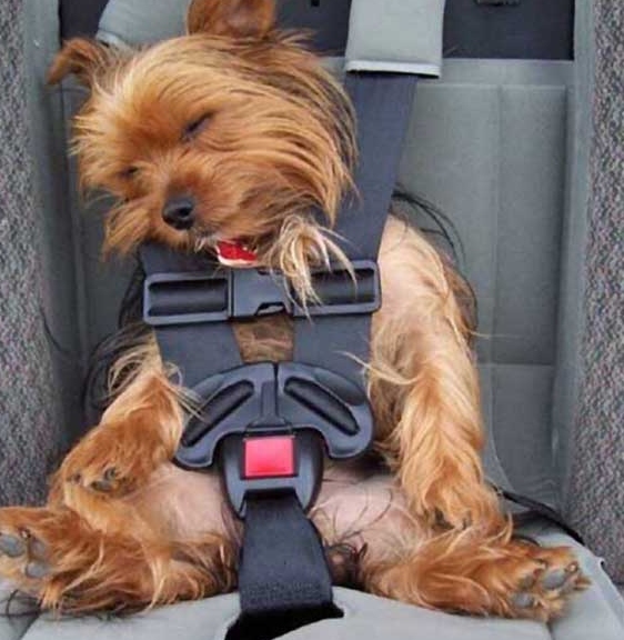 スースー 車の中でシートベルトをしながら寝るヨークシャー テリアがかわいすぎます 笑