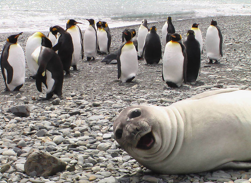 おまえじゃない ペンギンを撮影しようしたら 近くいたアザラシがカメラ目線 笑