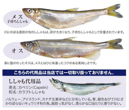 北海道産 子持ちししゃも オス という謎の魚をスーパーで発見 笑