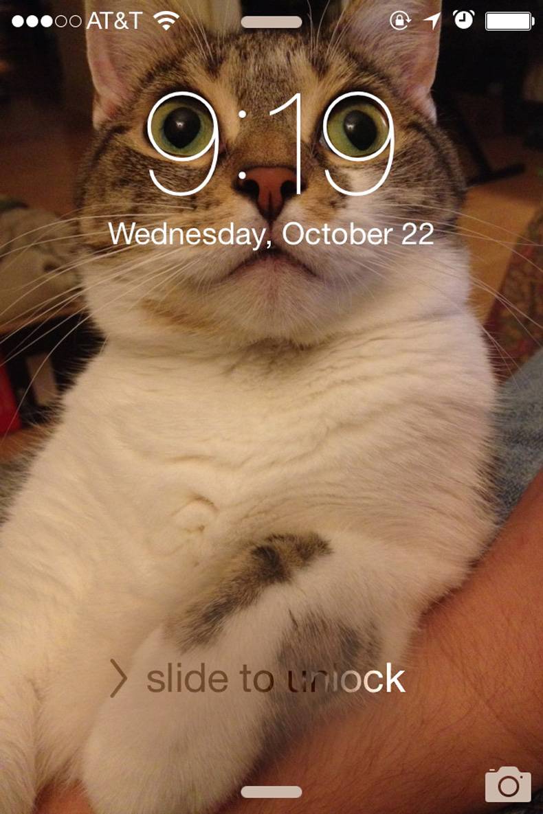 Iphoneの待受を猫にしたらおもしろいことに 笑