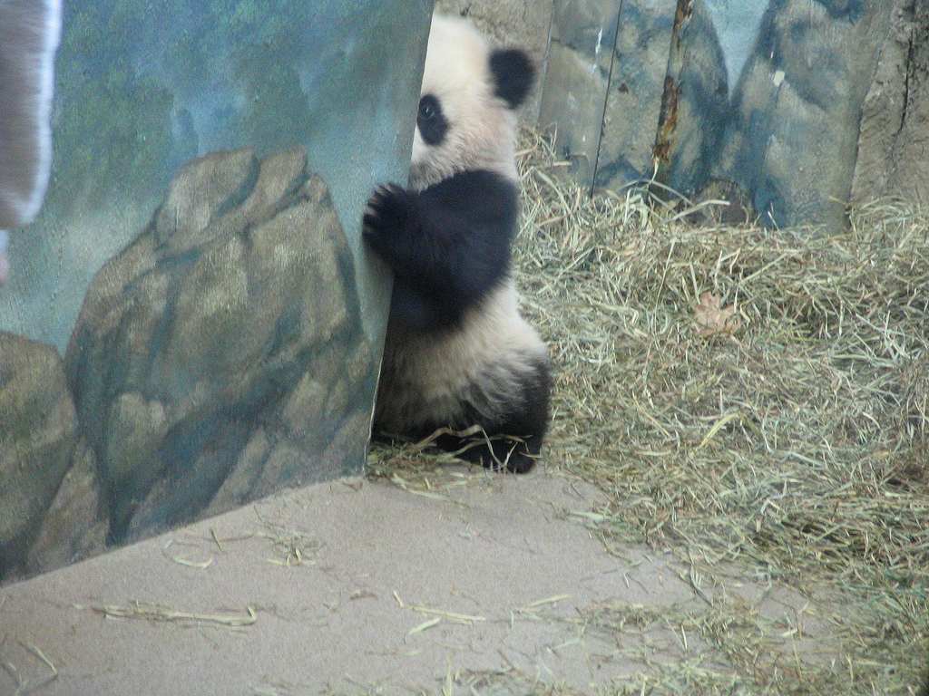 チラッ 動物園で壁に隠れてちらり見るパンダがかわいい 笑