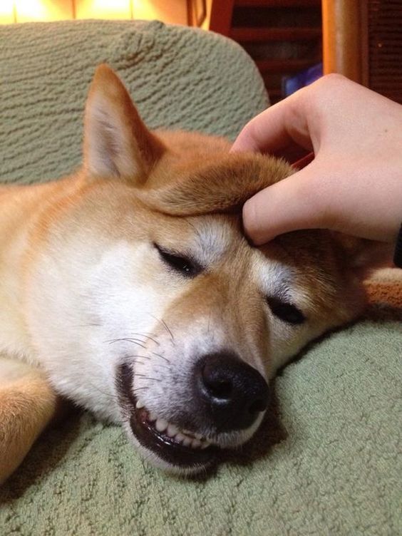 すごい顔 寝ている柴犬のおでこを引っ張ったら面白い表情に 笑