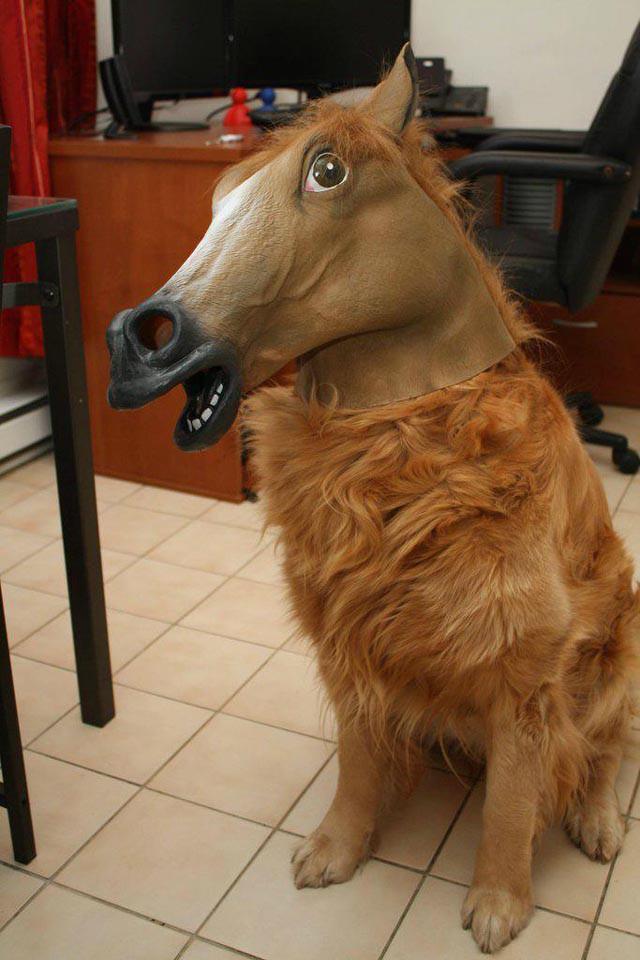 ハロウィンに馬の仮装をする犬がシュールでおもしろい 笑