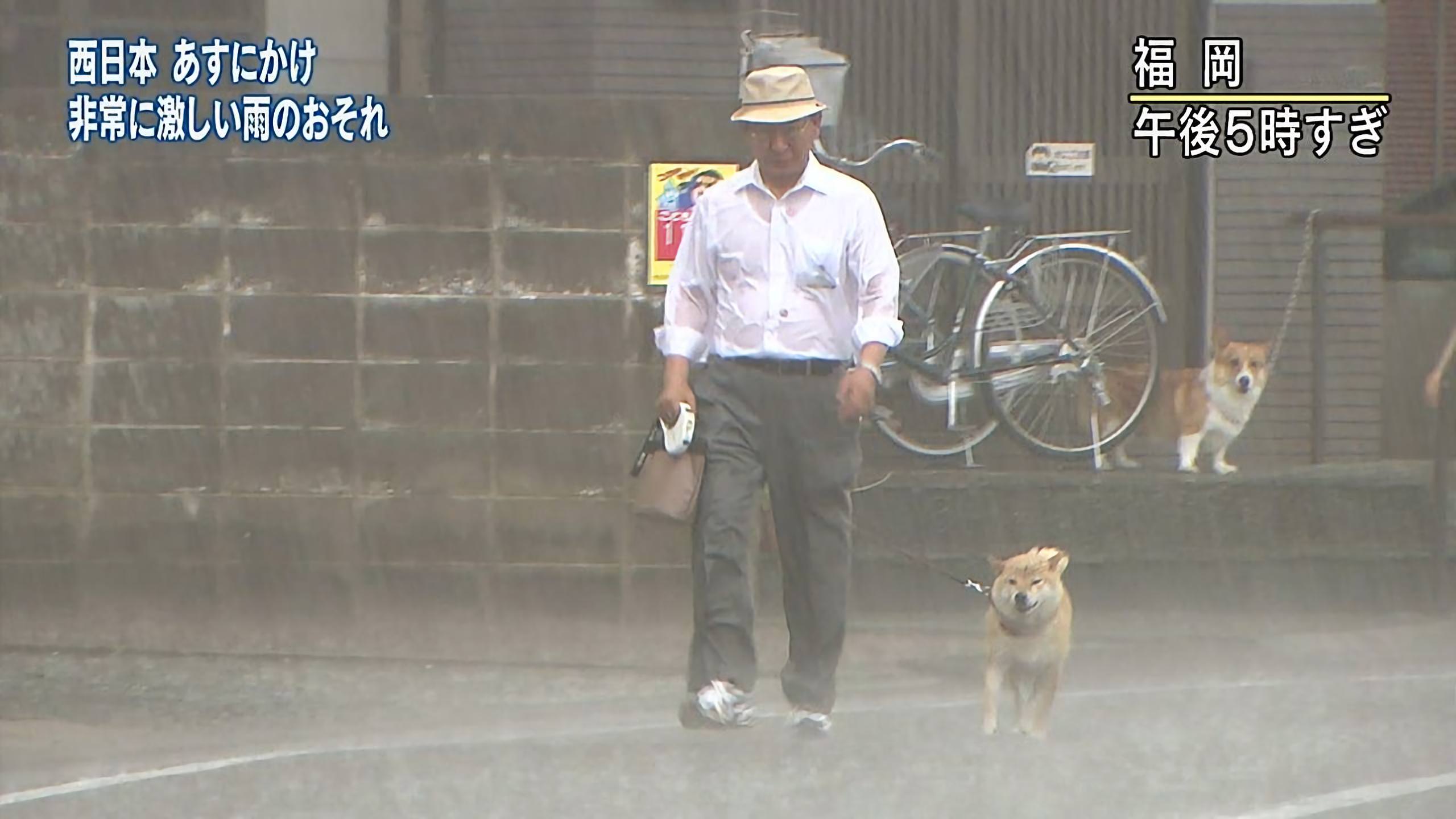 豪雨に散歩する柴犬とそれを見つめるコーギーがおもしろい 笑