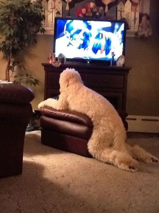 クッションでテレビを見る犬が人間みたいでおもしろい 笑