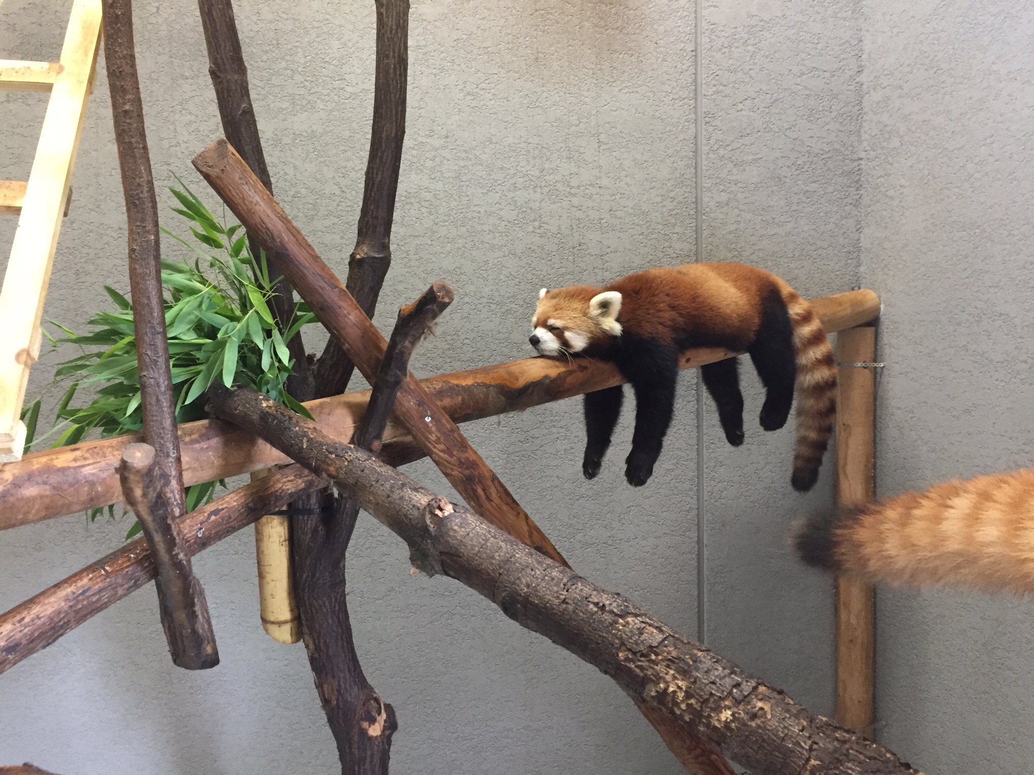 ぐでー 札幌市円山動物園レッサーパンダがすごい体勢で爆睡してます 笑