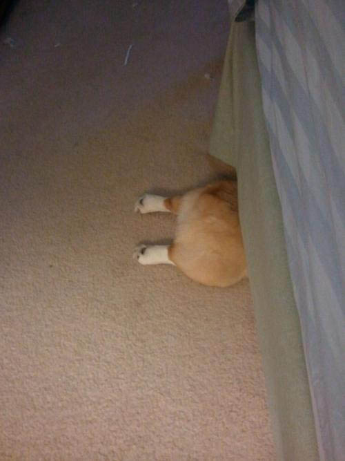 出てるよ ベッドの下に隠れるコーギー犬のお尻がかわいい 笑