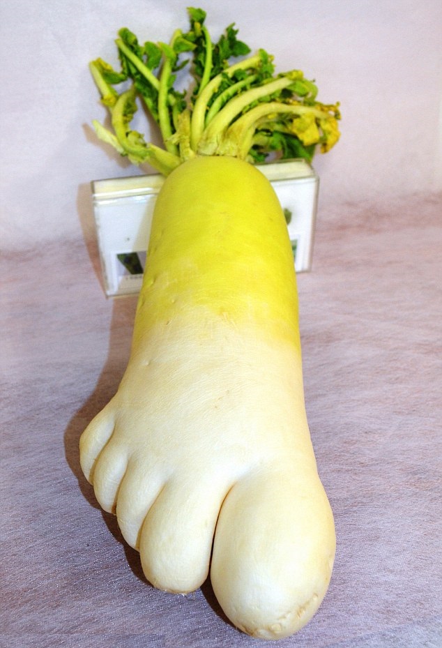 変な形の野菜 人間の足の形をした大根 笑