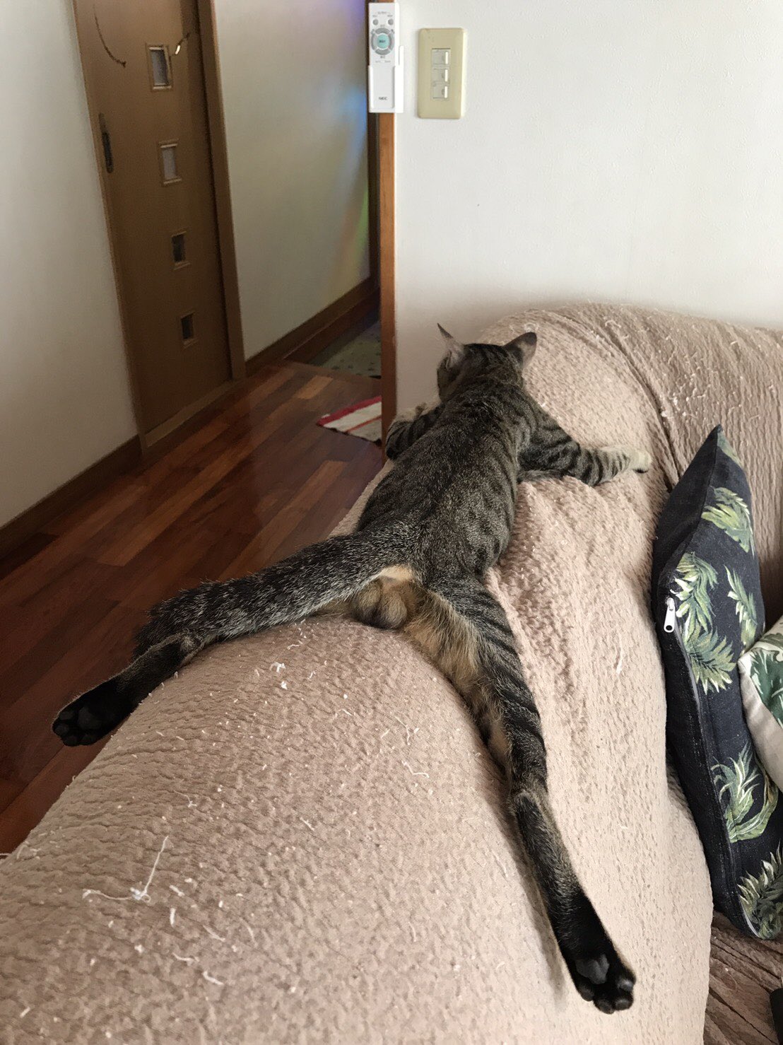 ソファーの背もたれの上でだらける猫のおもしろいポーズ 笑