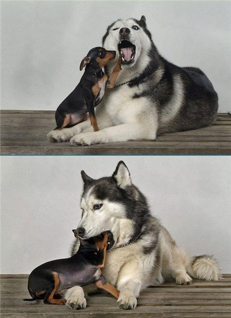 【犬おもしろ画像】ガブッ！ シベリアン・ハスキーとじゃれ合うダックスフントの悲惨な末路(笑)animal_0013