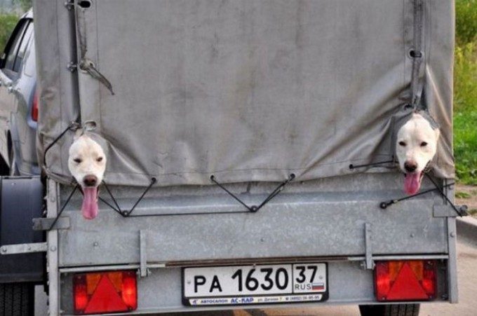 【犬おもしろ画像】息苦しくて、トラックの荷台のシーツの隙間から顔を出す2匹の犬(笑)animal_0031