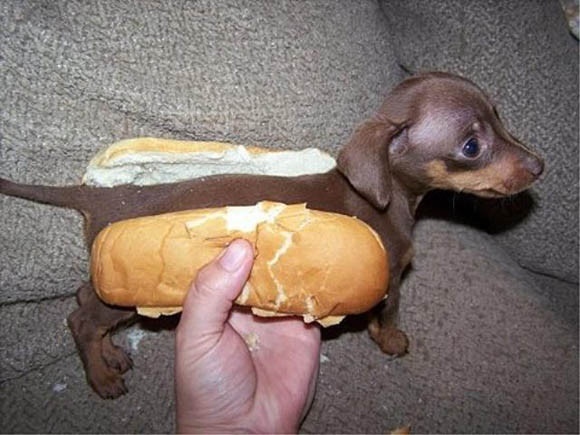【犬おもしろ画像】パンの間にイヌを挟んで、これがホントの「ホットドッグ」(笑)animal_0040