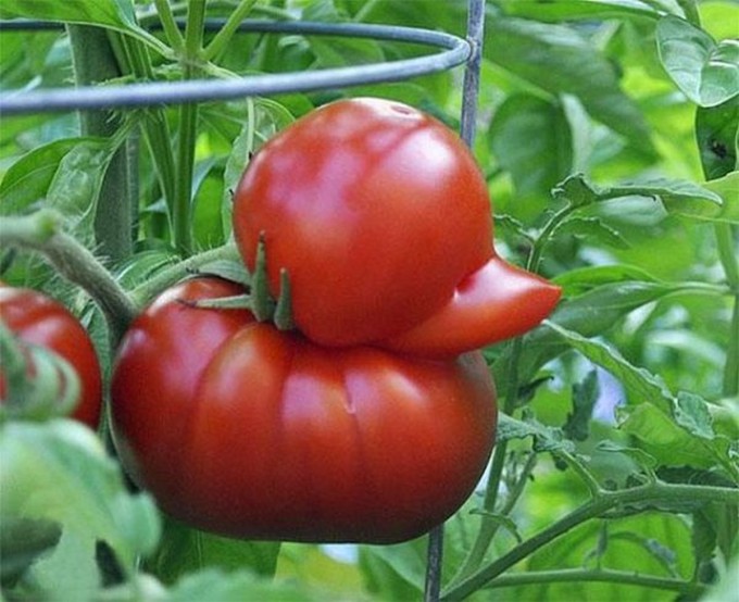 【食べ物おもしろ画像】自然の不思議！ まるでアヒルのようなトマト（笑）