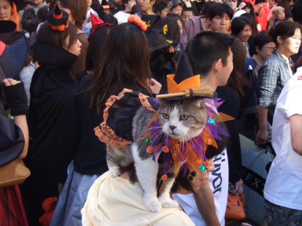 【川崎ハロウィンの猫おもしろ仮装画像】ニャに？ 猫だってハロウィン仮装したい！ということでカワサキハロウィン2007に出場（笑）