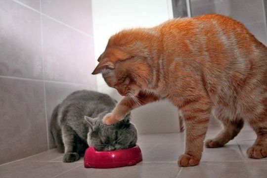 【猫おもしろ画像】ニャにする！ 餌を食べてる最中に他の猫にイタズラされてかわいそう（笑）