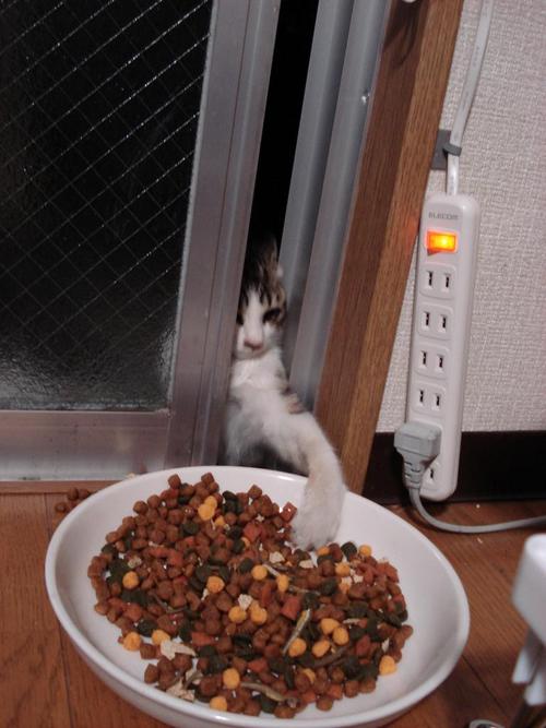 【猫おもしろ画像】こそっ！ ドアの隙間から餌を盗もうとする泥棒猫がバレバレでかわいすぎ（笑）