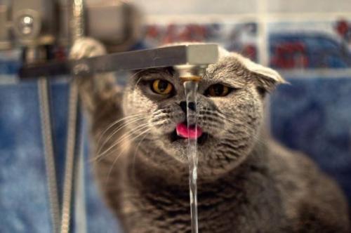 【猫おもしろ画像】蛇口から出る水を飲もうとする猫のおもしろい表情（笑）