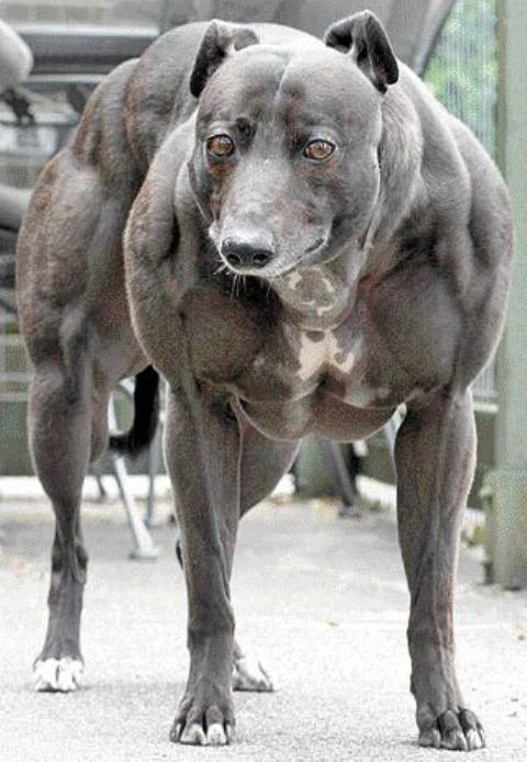 【犬おもしろ画像】誰も勝てない筋肉がムキムキで屈強な犬(笑)animal_0052