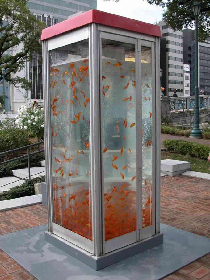 奈良県の大和郡山市の公衆電話ボックスの金魚水槽syame_0059_01