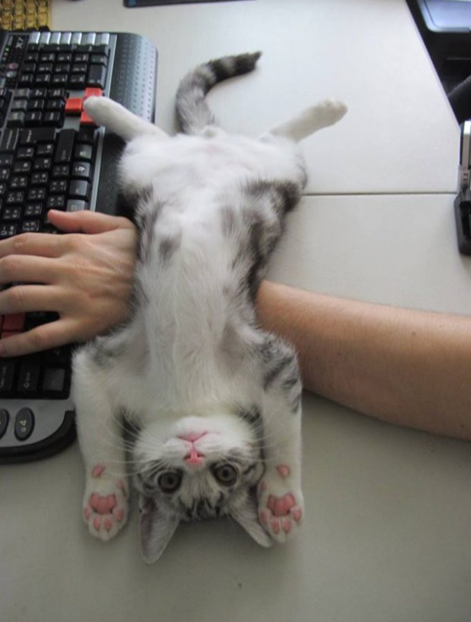 【猫おもしろ画像】パソコンに夢中なご主人の邪魔を全力でしてくる子猫がかわいい(笑)cat_0006