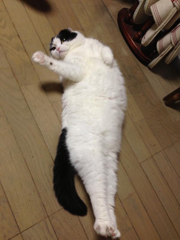 【猫おもしろ画像】背筋を伸ばしてピンと張るおもしろいスコティッシュフォールド猫（笑）