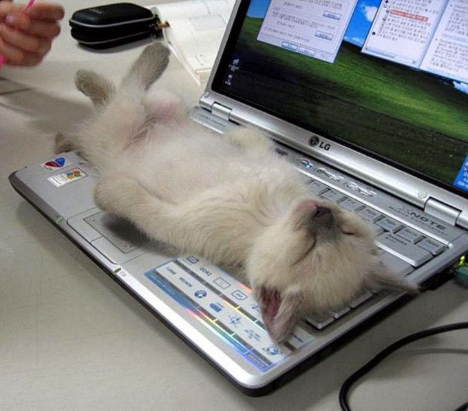 【猫おもしろ画像】仕事進まない！ ノートパソコンの上で仰向けになって眠る子猫がかわいすぎ（笑）