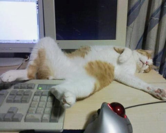 【猫おもしろ画像】パソコンの前ですごい体勢で眠るネコがおじさんみたい(笑)cat_0027