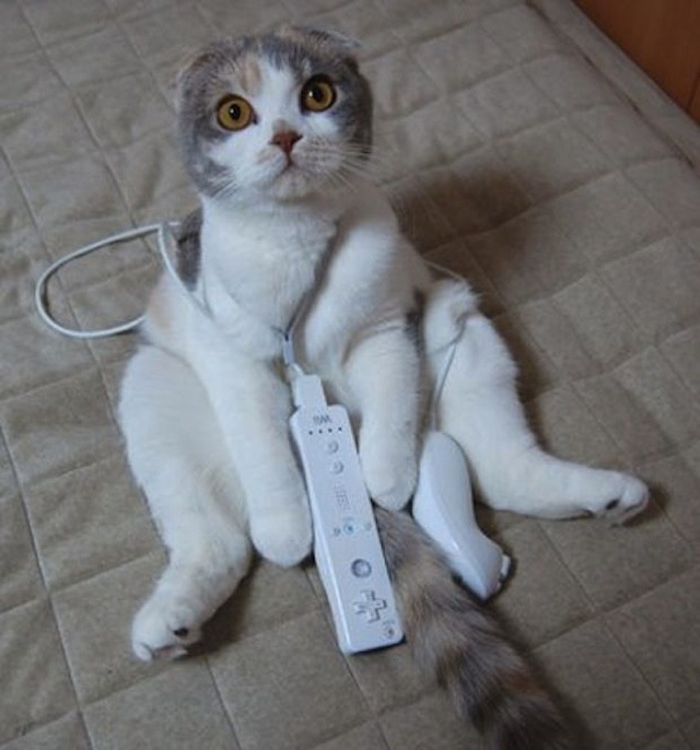 【猫おもしろ画像】Wiiリモコンを手に、おもしろい体勢でこちらをじっと見つめるマンチカン猫（笑）