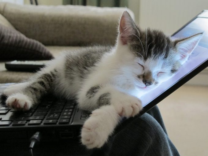 【猫おもしろ画像】ノートパソコンの上で気持ちよさそうに眠る子猫の姿にトロけそう（笑）