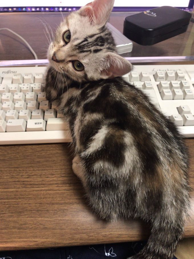 【猫おもしろ画像】ニャンサムウェア！ Twitterアカウントを乗っ取る犯人はかわいい猫でした（笑）