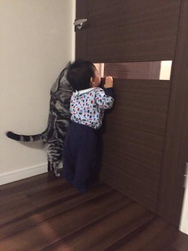 【猫と子どもおもしろ画像】ニャにニャに？ ドア窓から覗く赤ちゃんが気になって一緒に覗くアメリカンショートヘア（笑）