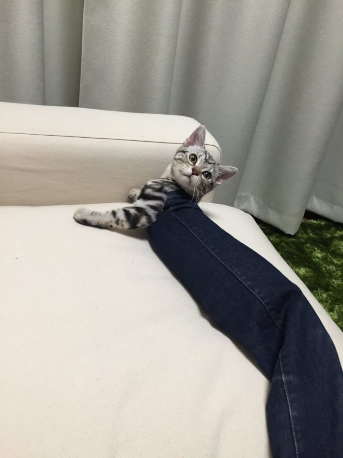 【猫おもしろ画像】出れない！ スキニージーンズに詰まって絶望しているアメショー子猫が面白かわいい(笑)cat_0067_02