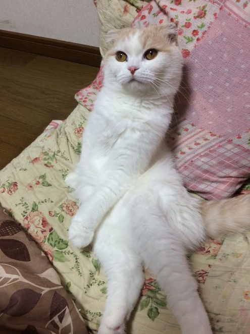 【猫おもしろ画像】足を組んでおもしろいポーズで座る猫（笑）