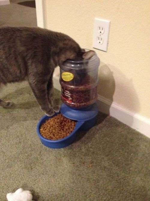 【猫おもしろ画像】そっちじゃない！ オートペットフィーダー（自動給餌機）の違う所から餌を食べるネコが賢い(笑)cat_0084