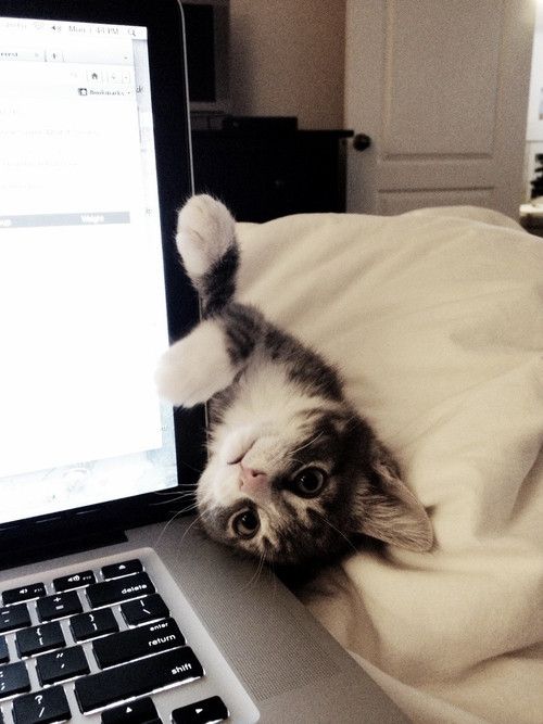 【猫おもしろ画像】パソコンしている時、不意をついてきた子猫の可愛さにやられます(笑)cat_0089