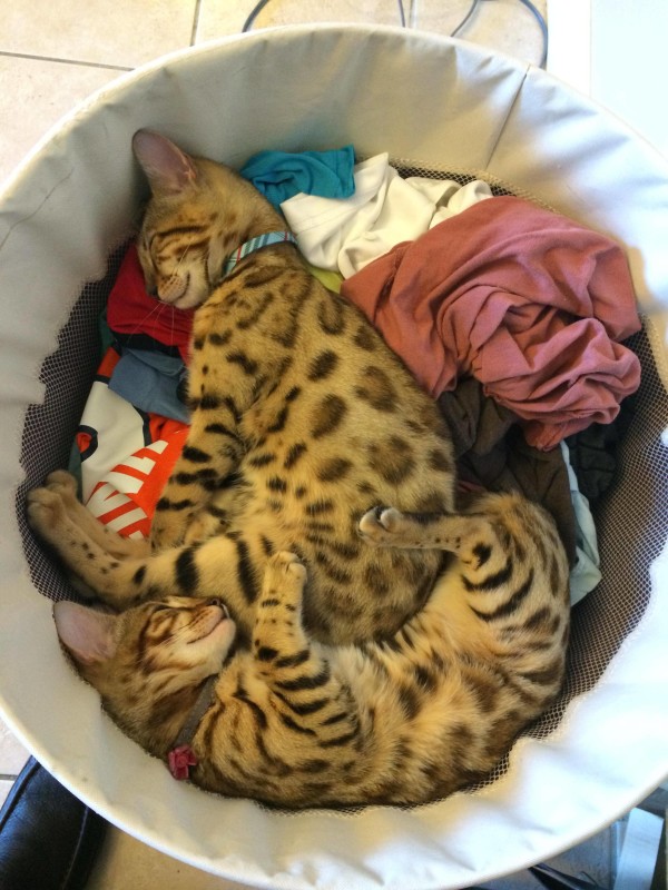 【猫おもしろ画像】洗っちゃうぞ！ ランドリーかごの中ですやすや眠るベンガルたち(笑)cat_0102
