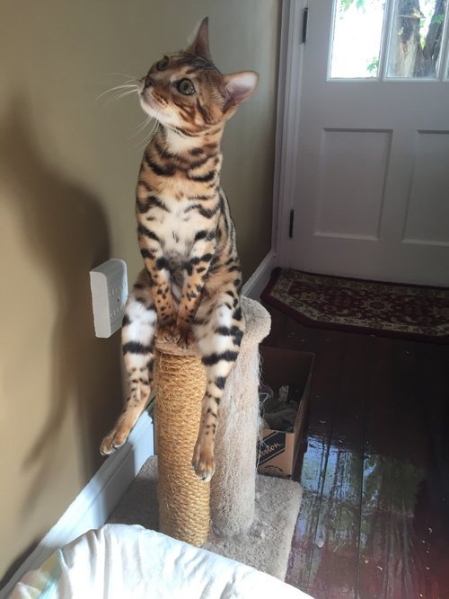 【猫おもしろ画像】キャットタワーにおもしろいポーズで座るベンガル猫（笑）