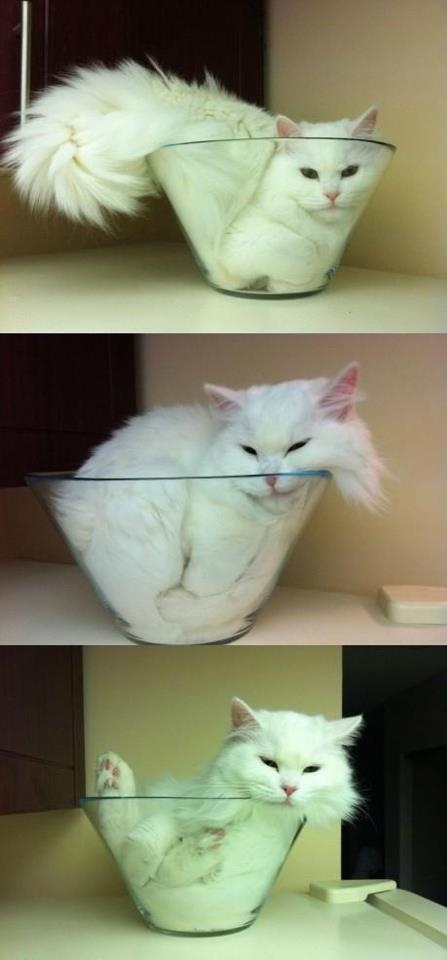 【猫おもしろ画像】液体？ ガラス容器に自然と収まる白い猫がなんか芸術的（笑）