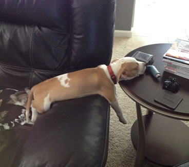 【犬おもしろ画像】ソファーと机を利用しておもしろい体勢で眠る犬（笑）