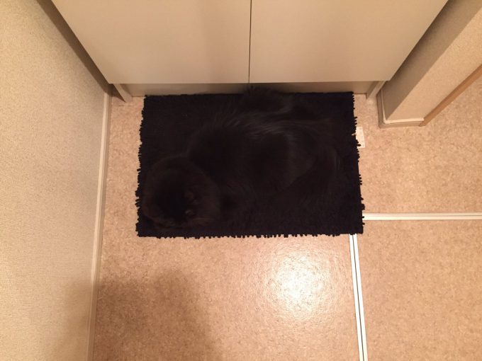 【猫おもしろ画像】洗面所マットに同化した黒猫がんちゃんのステルススキルが高すぎる(笑)cat_0149_02