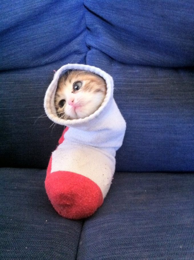 【猫おもしろ画像】ミノムシみたいに靴下の中に収まる猫がかわいい（笑）cat_0111
