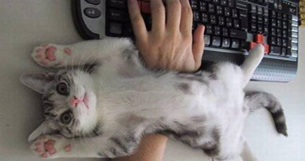【猫おもしろ画像】パソコン使用中に全力で邪魔をしてくる猫がかわいすぎ（笑）cat_0112