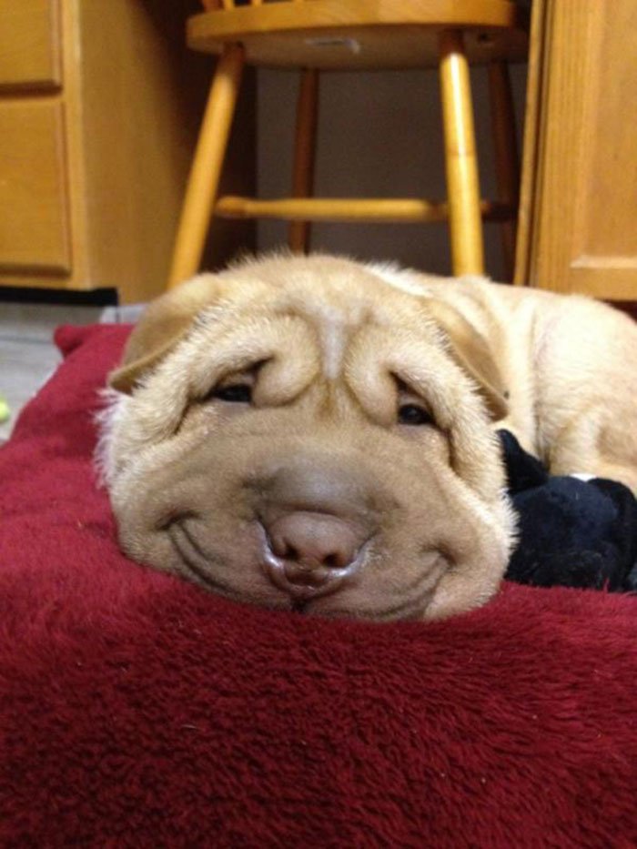 横になって潰れた顔の犬の表情がおもしろい 笑