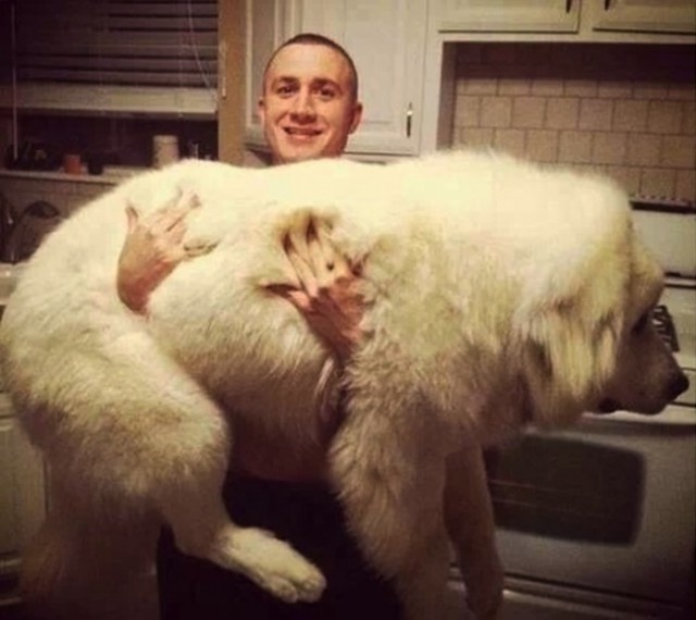 【犬おもしろ画像】クマ？ 両手で抱えても余るほどに大きな犬「グレート・ピレニーズ」が大きすぎ（笑）dog_0003