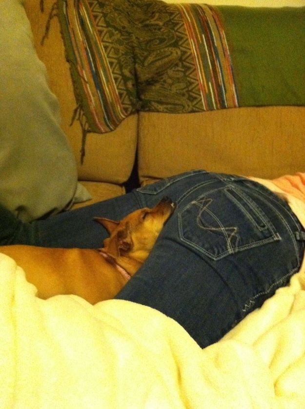 【犬おもしろ画像】すごいところで寝るおもしろい犬（笑）