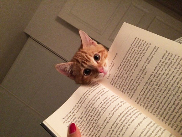 【猫おもしろ画像】本を読んでいると邪魔をしてくる猫がかわいすぎ（笑）cat_0122