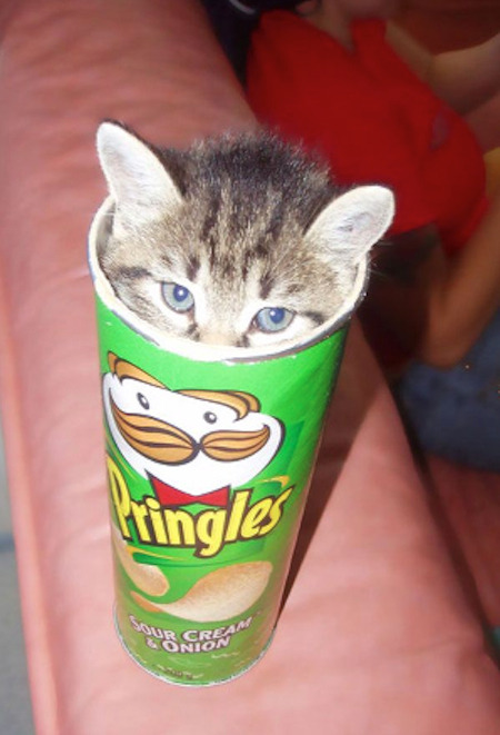 【猫おもしろ画像】プリングルズの筒にすっぽりと入る猫（笑）cat_0146