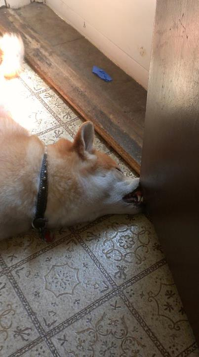 【犬おもしろ画像】歯が痛くなりそうな犬のおもしろい寝相（笑）