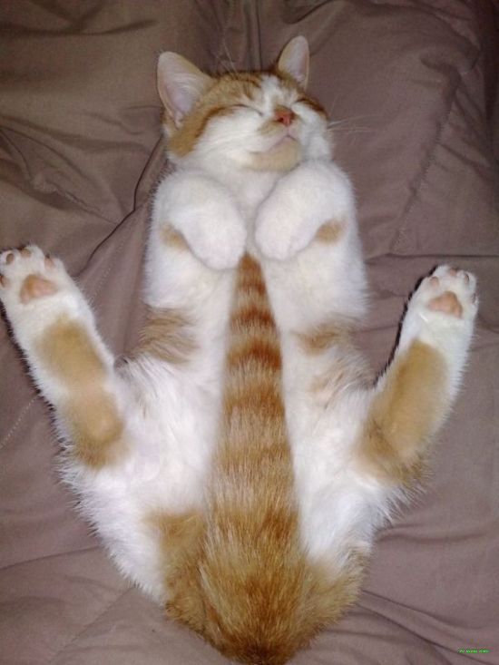 【猫おもしろ画像】おかしすぎ！ 訳の分からないポーズで寝ている猫（笑）cat_0127