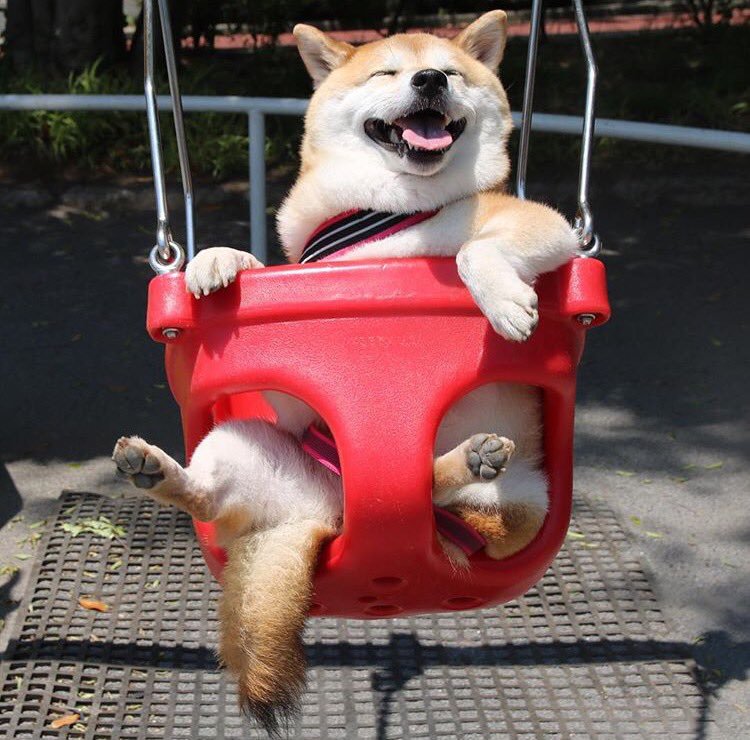 公園のブランコで遊ぶ柴犬のおもしろい表情 笑